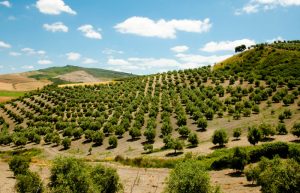 Olive grove in Andalusia, Spain. Ecotourism and olive oil tourism | Oliveo Escapes