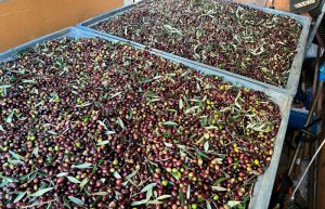 Harvesting olives in boxes for making olive oil at the mill | Oliveo Escapes