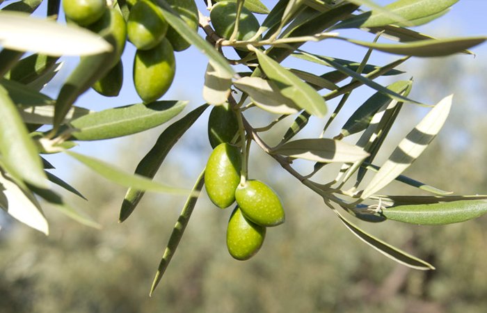 Olives of the Picual variety for olive oil, from Andalusia, Spain | Oliveo Escapes