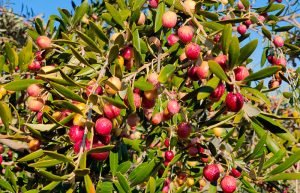 Olives of the Arbequina variety for olive oil, from Andalusia, Spain | Oliveo Escapes