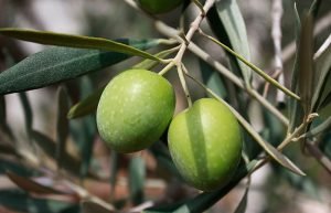 Olives of the Hojiblanca variety for olive oil, from Andalusia, Spain | Oliveo Escapes