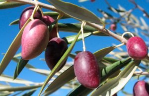 Olives of the Cornicabra variety for olive oil, from Andalusia, Spain | Oliveo Escapes