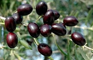 Olives of the Empeltre variety for olive oil, from Andalusia, Spain | Oliveo Escapes