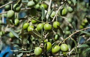 Olives of the Manzanilla variety for olive oil, from Andalusia, Spain | Oliveo Escapes