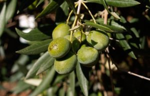 Olives of the Verdial variety for olive oil, from Andalusia, Spain | Oliveo Escapes